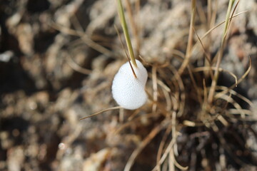 Œufs de Citadelle écumeuse