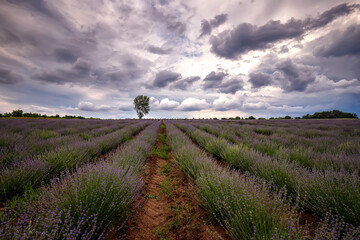 Stunning landscape of blooming lavender field with alone tree at cloudy day