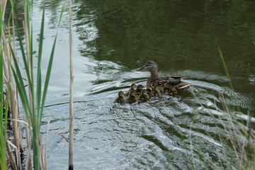  Canard colvert et ses cannetons