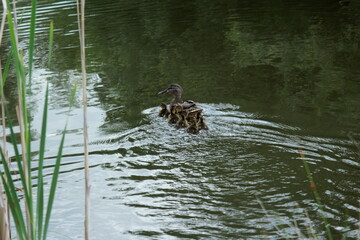 Canard colvert et ses cannetons