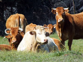 Vacas