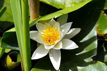 white water lily