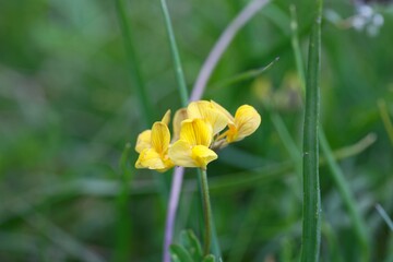 The horseshoe vetch Hippocrepis comosa