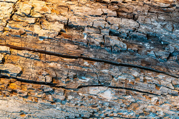 The old tree trunk wood texture