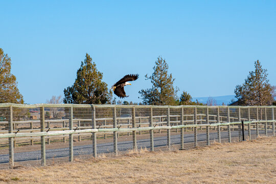 Bald Eagle In Flight With Farm Fencing Below