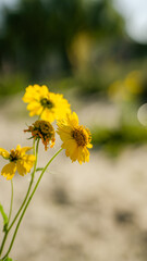 yellow flowers in the garden