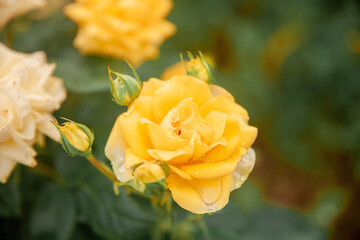 yellow tea rose blooming in the summer garden