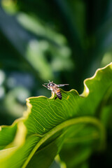 Bee on leaf