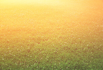 Light leak on summer field background