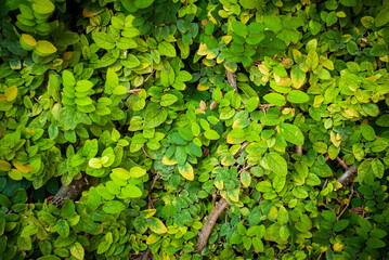 Natural textural background of branches and leaves of wood.