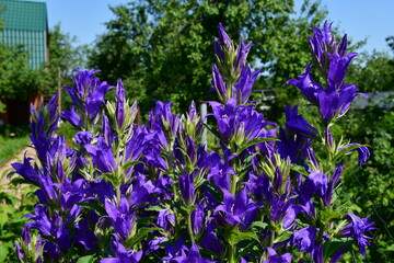 Summer in the country or in the village. A bush of blooming large garden bluebells on a blurred background of a dacha plot with a glass greenhouse and large trees. Holidays with my grandmother