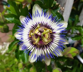 purple and yellow flower