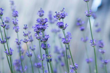 Obraz premium Lavender flowers