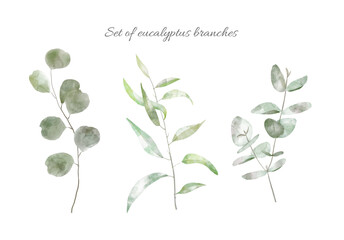 Set of Watercolor Eucalyptus Branches. Hand painted floral illustration of plant with transparent green Leaves. Graphic design for wedding greetings or wallpapers