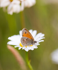 Brown orange butterfly on white blossom with green background