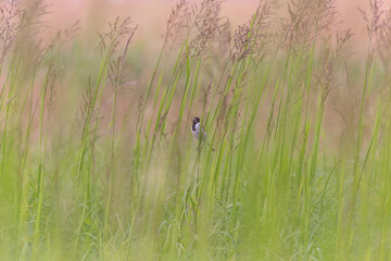 Reed bunting in green grass with brown background anime style
