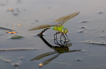 Egg laying emperor dragonfly on blue yellow water surface reflection