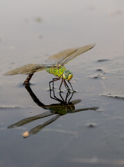 Green dragonfly macro with reflection in water