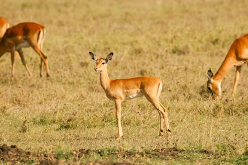 Naklejka na ściany i meble Impala Gazelle Aepyceros Melampus au Kenya