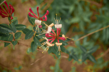 macro view of the flowering of red honeysuckle decorative