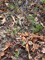 autumn leaves on the ground and water