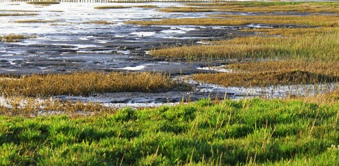 Marshland at low tide, Wadden Sea, Denmark