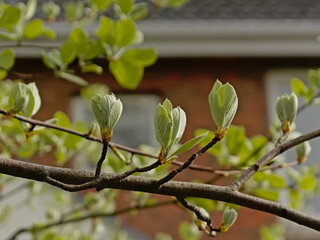 Fresh green sprouting whitebeam leafs - Sorbus aria