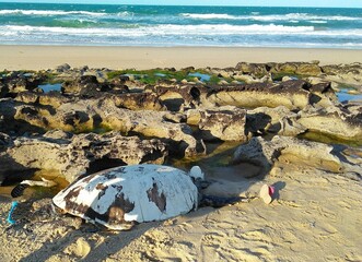 Turtle skeleton on the beach