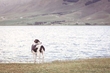 Dog at the shore of a lake