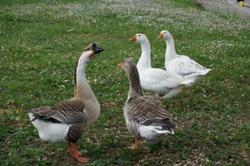 Obraz premium Bunches of gooses walking on the grass