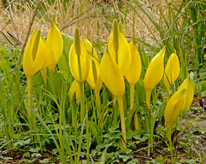 Bright yellow western skunk cabbage flowers, selective focus