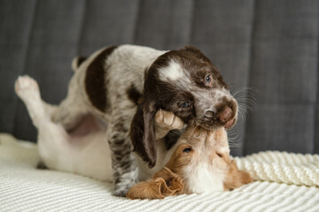 Two russian spaniel chocolate merle and red white puppy dog play on couch