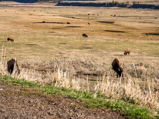 Herd of Bison in Lamar Valley