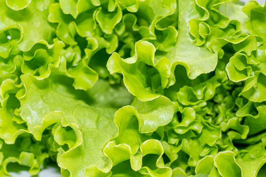 lettuce leaf on a white background close-up. isolate