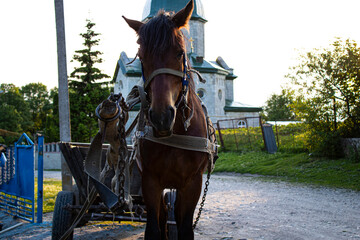 Brown horse in summer in a sled