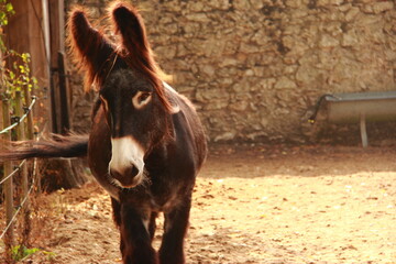 Ane du poitou