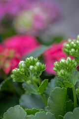 Small white buds. In the background: colorful flowers.