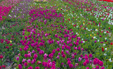 A huge field of bright, blooming tulips in the city park. Beauty of blooming field. Nature background. Spring flowers on a warm sunny day.