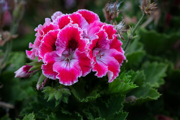 Nice close-up of a mottled fuchsia geranium