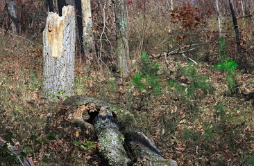 Fallen Tree near new growth pine trees in the Chattahoochee National Forest mountains on the Pinhoti trail on Taylor's Ridge in North Georgia