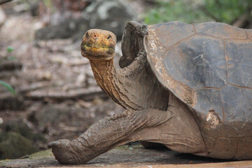 Land tortoise  at the Charles Darwin Research Station  on Santa Cruz  Island, Galapagos, Ecuador