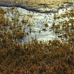 Marshland at low tide, Wadden Sea, Denmark