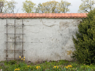 Vintage wall in garden with a tree for background
