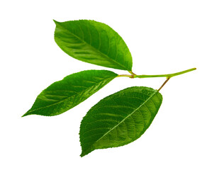 Three fresh green leaves of cherry close-up isolated on white background.