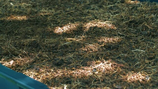 Planting borage seeds into the moise soil