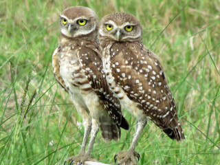 The Burrowing Owl (Athene cunicularia floridana), in Cape Coral, Florida