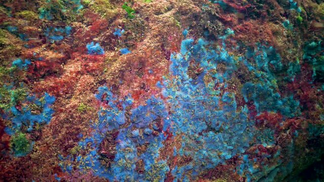 Sea sponges in the fouling of pitfalls. Black Sea