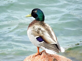 Mallard Duck on rock by lake