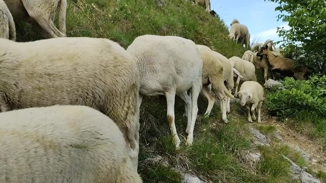 Pasture scene in the italian alps