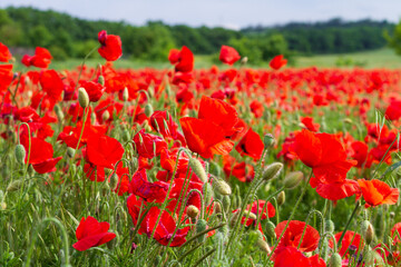 Beautiful landscape with poppy field and blurred forest in the background on a clear sunny day